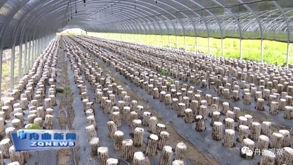 天津濱江集團深入調研我縣農副產品產業，聚焦新鮮水果零售市場新機遇